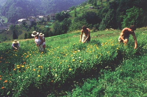 Soluna-Gruppe